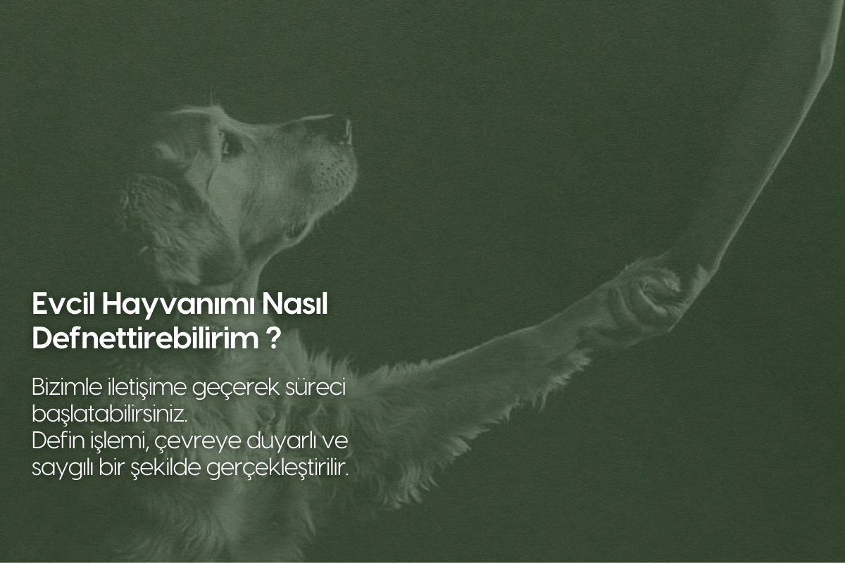 Nilüfer Pet Mezarlığı