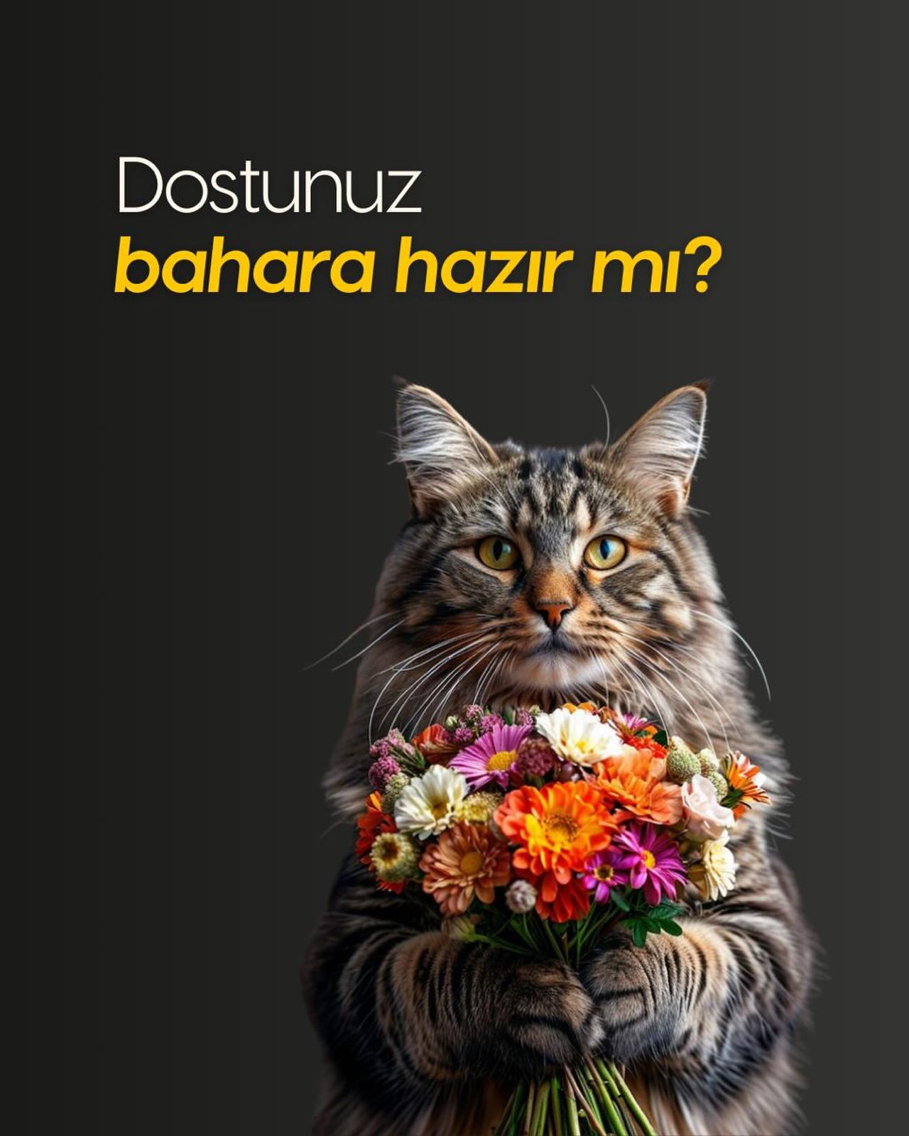 Dostunuz Bahara Hazır mı? 🌸

Güneşin yüzünü göstermesiyle birlikte doğa uyanıyor, peki tüylü dostunuz bu değişime ne kadar hazır? Mevsim geçişleri, evcil hayvanlarımızın sağlığı ve konforu için kritik bir dönemdir. İşte bu baharı keyifle karşılamanız için küçük bir check-list:

✨ Tüy Bakımı: Kışlık kalın tüyler yerini ince bahar tüylerine bırakırken, her gün düzenli tarama yaparak hem evdeki tüy yoğunluğunu azaltabilir hem de dostunuzun deri sağlığını koruyabilirsiniz.

🛡️ Dış Parazit Önlemi: Havaların ısınması kene ve pirelerin de uyanması demek! Rutin kontrollerinizi ve damla/tasma uygulamalarınızı aksatmamalısınız.

🎾 Aktivite Artışı: Uzun kış uykusundan uyanma vakti! Parklarda daha fazla vakit geçirmek için harika bir zaman.

Dostunuzun bahar neşesine ortak olun, hazırlıkları şimdiden tamamlayın! 🐾

#petmezarlığı #bursapetmezarlığı #hayvanmezarlığı #evcilhayvanmezarlığı #bursa